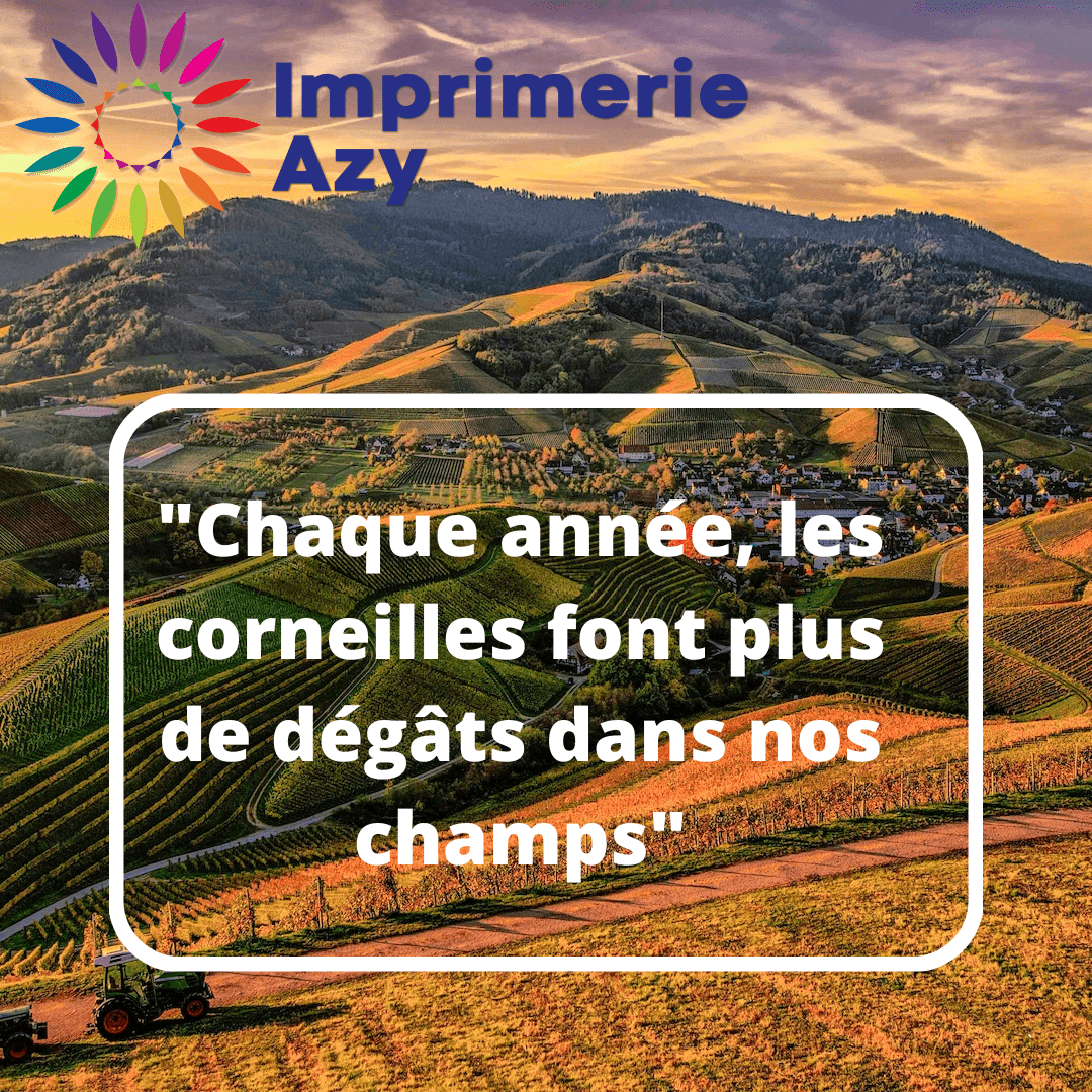 "Chaque année, les corneilles font plus de dégâts dans nos champs"